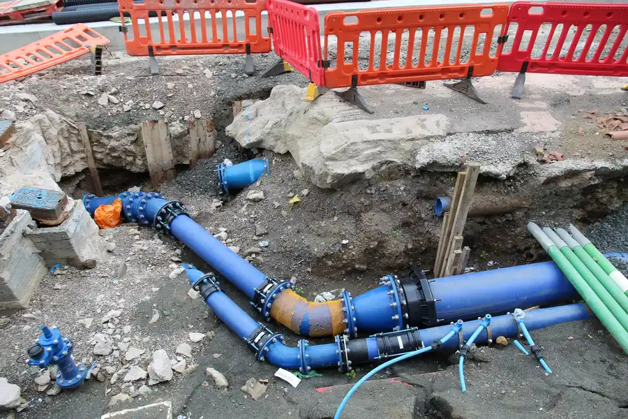 How Tree Roots Can Damage Sewer Lines in Palm Bay, FL